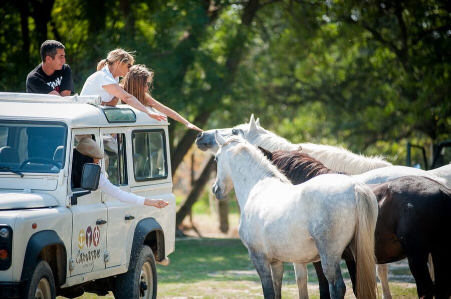 Camargue: Half-Day 4x4 Guided Safari Adventure - Key points to know before booking