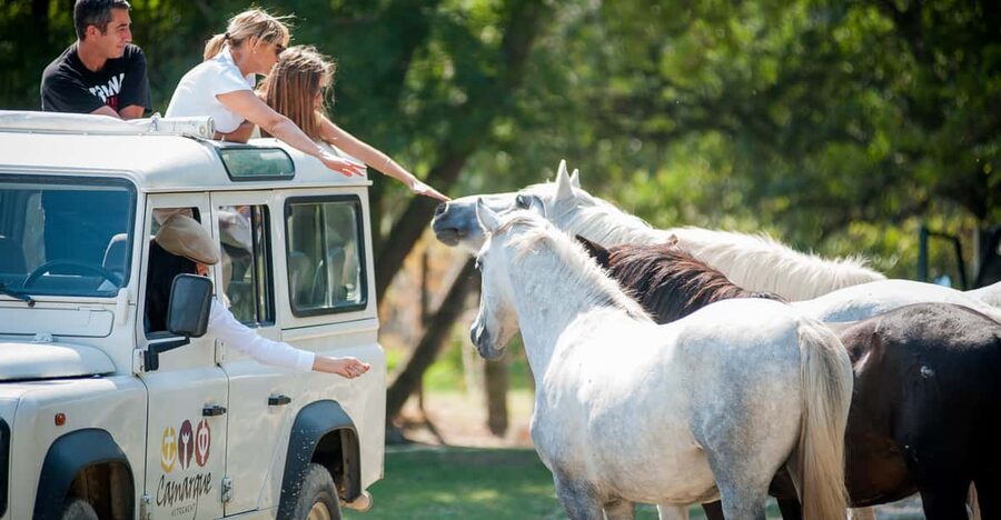 Camargue: Half-Day 4x4 Guided Safari Adventure - Why a 4x4 is the right way to see the Camargue