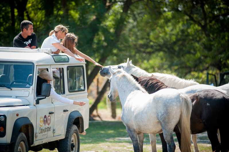 Camargue: Half-Day 4x4 Guided Safari Adventure - Through the old Vistres marsh and rice country