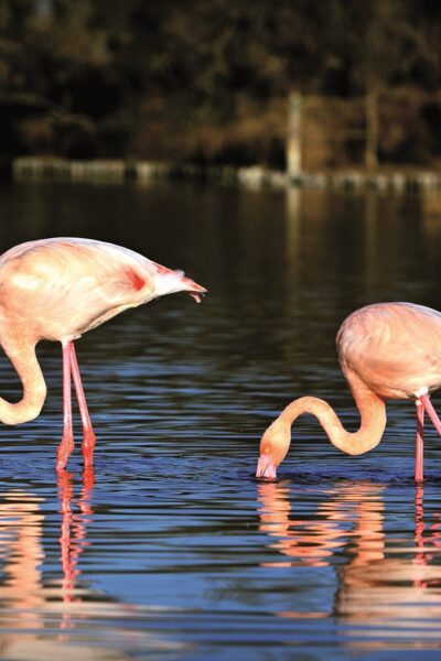 Camargue: Half-Day 4×4 Guided Safari Adventure