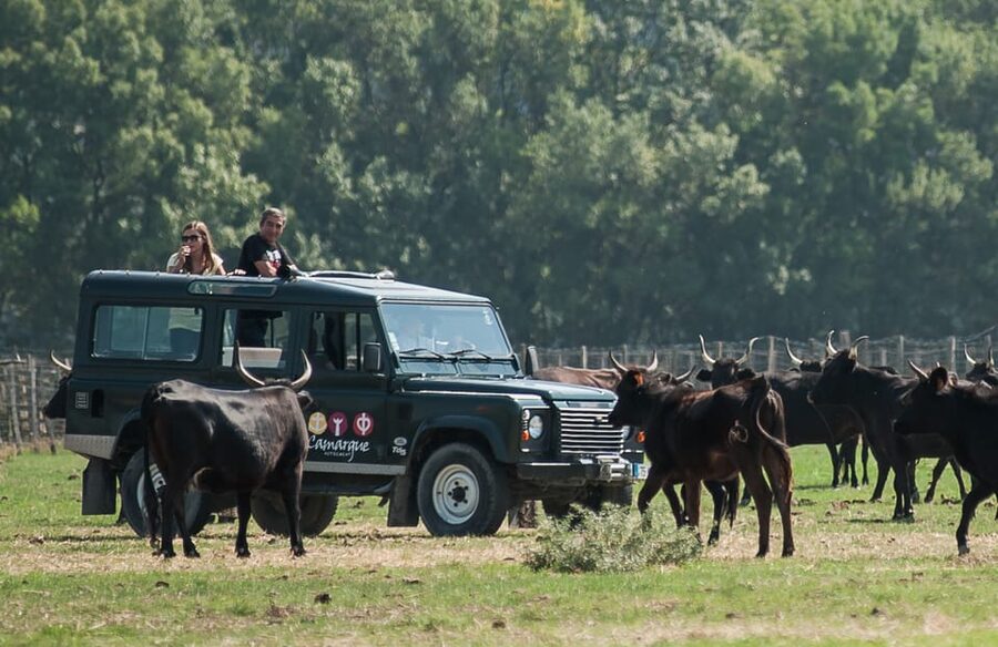 Camargue: Half-Day 4x4 Guided Safari Adventure - Five wines and a generous taste of local food
