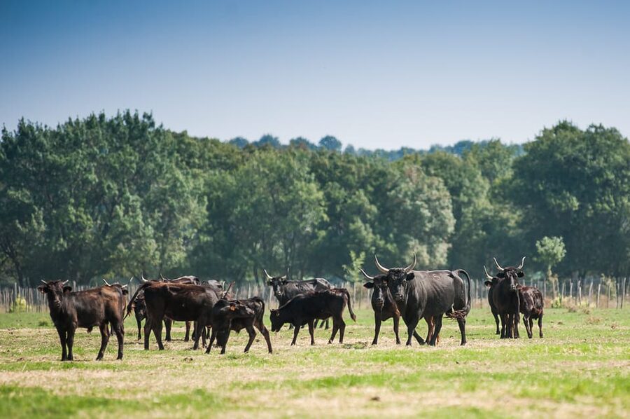 Camargue: Half-Day 4x4 Guided Safari Adventure - Who will enjoy this safari most?