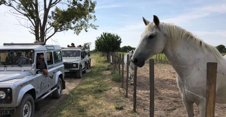 Camargue: Safari from Saintes-Maries-de-la-Mer - Key points to know