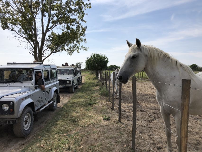 Camargue: Safari from Saintes-Maries-de-la-Mer - Starting from Saintes-Maries-de-la-Mer