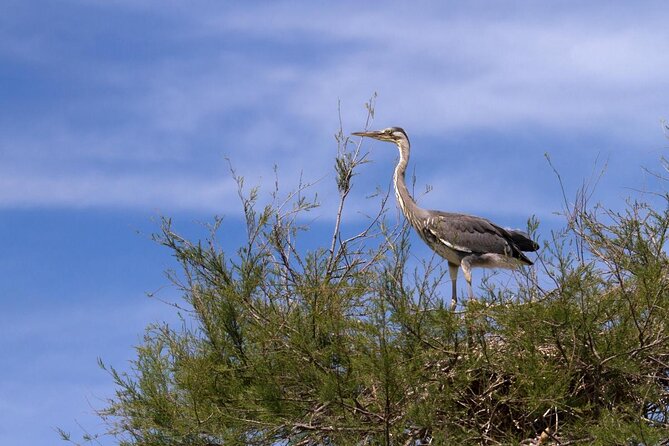 Camargue Small-Group Day Trip from Avignon - The day at a glance