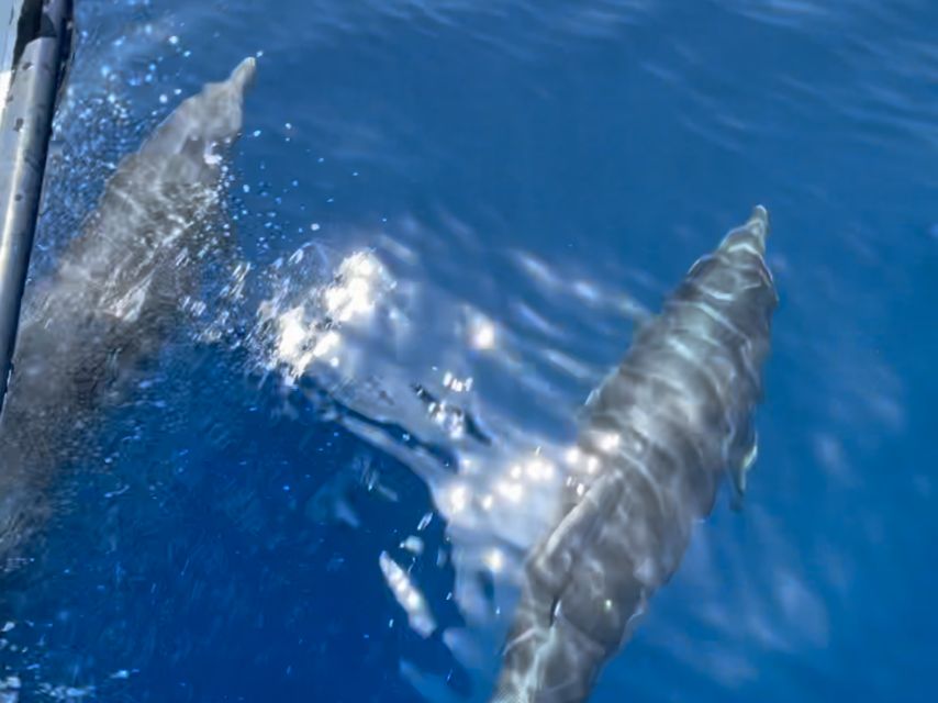 Cargèse: Scandola, Girolata, and Piana Afternoon Boat Tour - Timing, weather, and who will enjoy it most