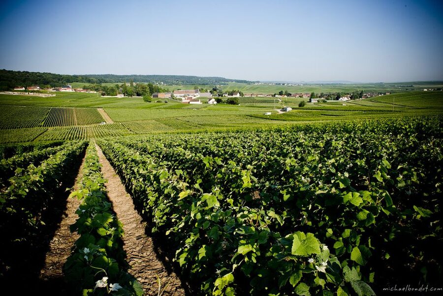 Champagne: Canard-Duchêne Champagne House Tour - Should you book it?