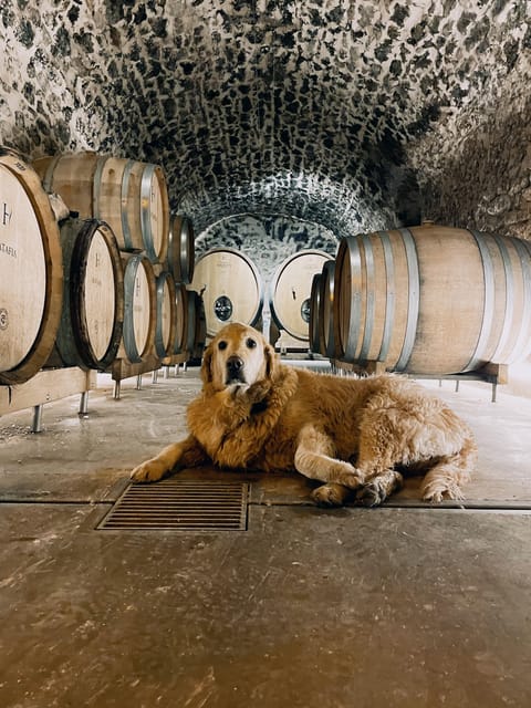 Champagne Cellar Experience: Explore our historic cellars - Should you book Champagne Harlin?