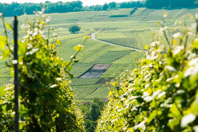 Champagne Day Trip with 6 Tastings, Reims and Winery from Paris - What the guides add to the day
