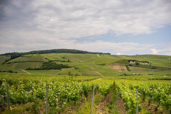 Champagne experience with a vintage van from Epernay - 3 hours - What the three-glass tasting includes