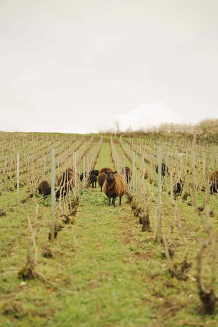 Champagne Vineyard Experience: Delve into the terroir - Key points to know before you book