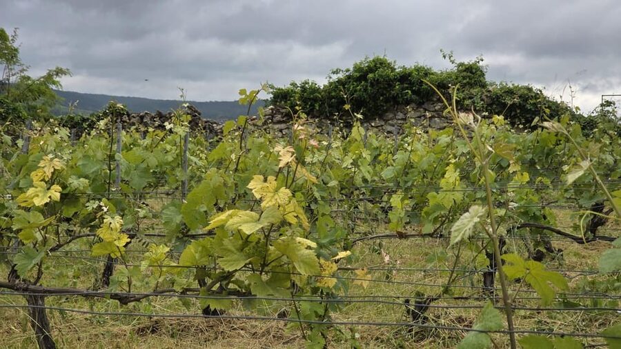Champagne Vineyard Experience: Delve into the terroir - Timing, price, and who will enjoy it