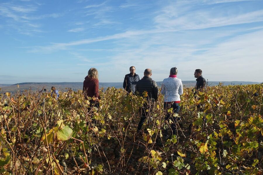 Champagne Vineyard Experience: Delve into the terroir - Should you book Champagne Harlin?