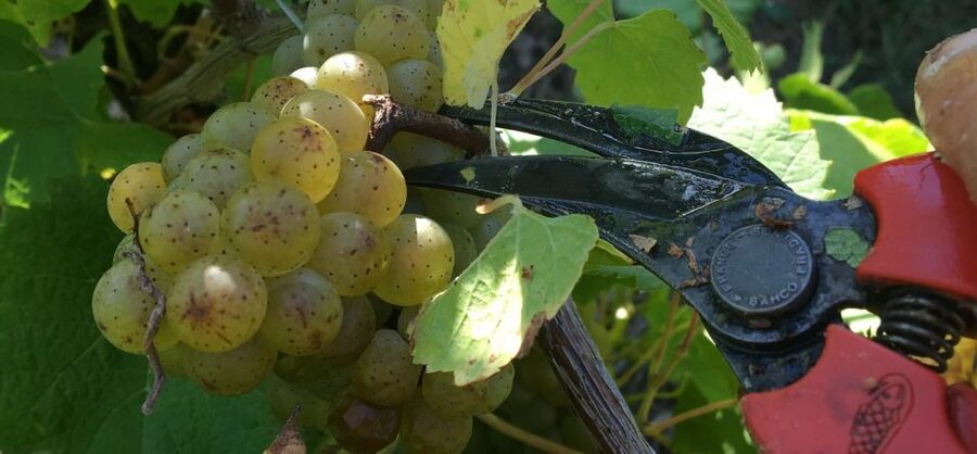 Château du Bois-Huaut: Cellar Tour and Wine Tasting Class - Key points to know before booking