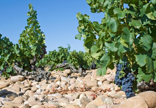 Châteauneuf du Pape Wine Day Tasting Tour including Lunch from Avignon - Key points to know before booking