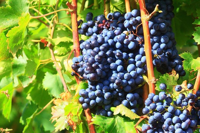 Châteauneuf du Pape Wine Day Tasting Tour including Lunch from Avignon - What the wine education is really worth
