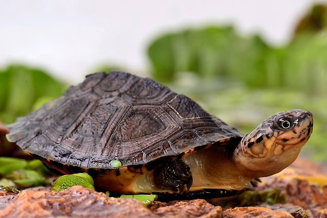 Corsica A Cupulatta Turtle Park Skip the Line Admission Ticket - Key points to know before you go