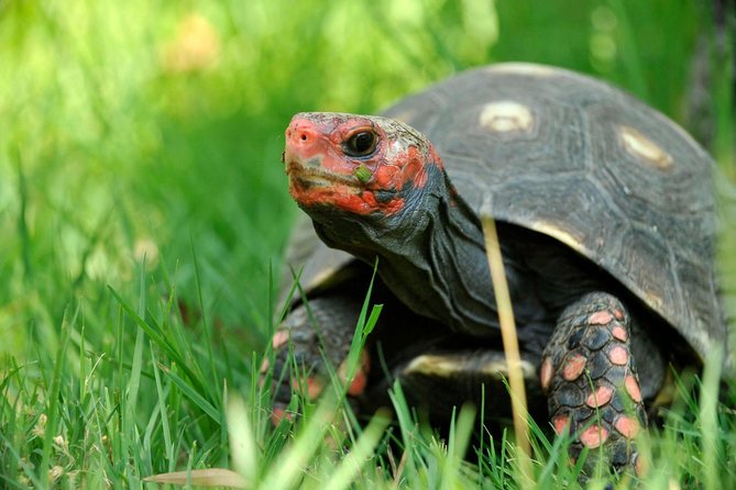 Corsica A Cupulatta Turtle Park Skip the Line Admission Ticket - What makes A Cupulatta different