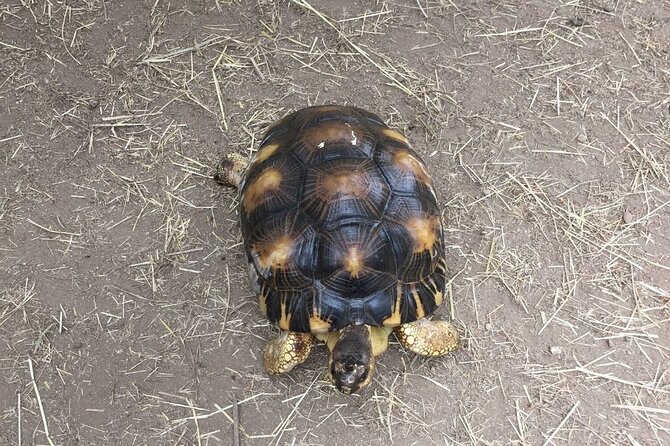 Corsica A Cupulatta Turtle Park Skip the Line Admission Ticket - Is the skip-the-line ticket useful?