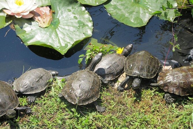 Corsica A Cupulatta Turtle Park Skip the Line Admission Ticket - When to visit and how long to stay