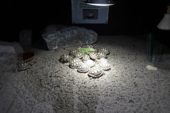 Corsica A Cupulatta Turtle Park Skip the Line Admission Ticket - Behind the scenes: clinic, breeding, and newborn care