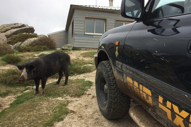 Corsica Extreme Sud Day 4X4 Excursions from Porto-Vecchio - A mountain lunch with Corsican flavors