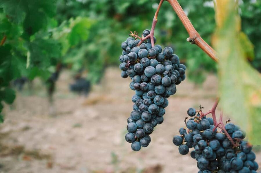 Côte de Beaune Half-Day Wine Tour from Dijon - Key points to know before you book
