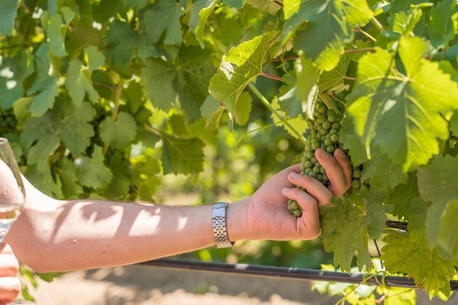 Cotes de Provence Wine Tour from Aix-en-Provence - The small-group format and its limits