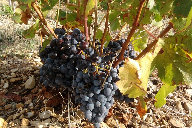 Cotes de Provence Wine Tour from Aix-en-Provence - Practical details that matter