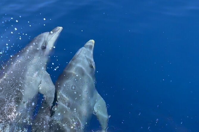 Cruise in a small group in Scandola Girolata Calanques de Piana - Why this boat trip works so well on Corsica’s west coast