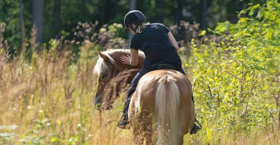 Cruseilles: Horseback Riding in the Countryside - Why the small group is worth noticing