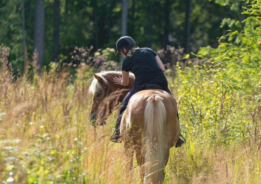 Cruseilles: Horseback Riding in the Countryside - The stable finish with brushing and treats