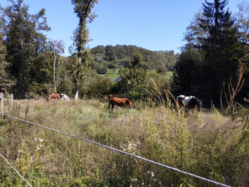 Cruseilles: Horseback Riding in the Countryside - What the one-hour route can include