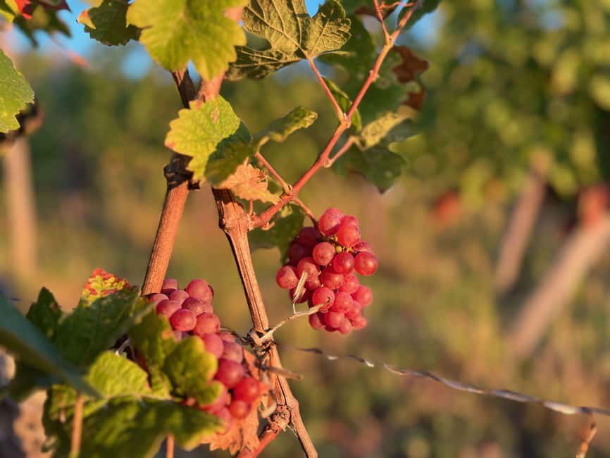 Dare to Alsace Wine with a Feminine Touch - Who will get the most from Domaine Gueth
