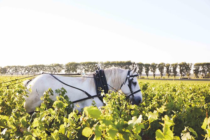 Discover Burgundy - Why this short Pommard tasting is worth your time