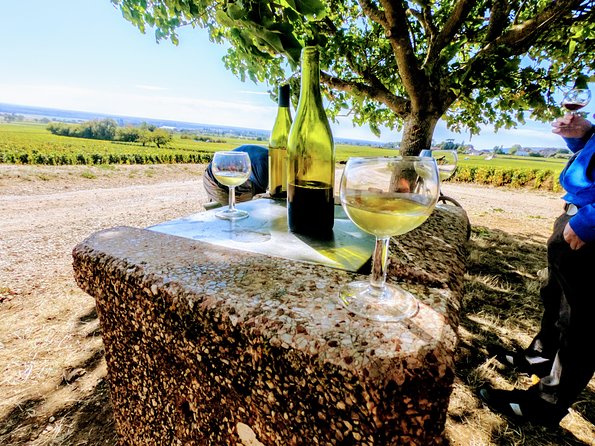 Discovery by bike & Tasting in the vineyards - Who will enjoy this ride most