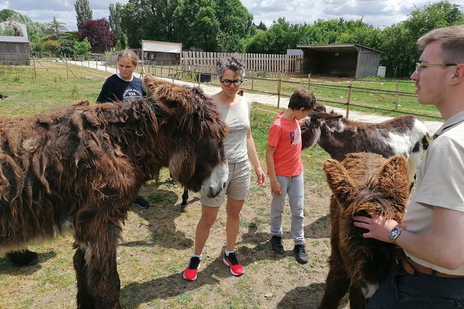 Discovery day in the footsteps of Baudet du Poitou - Meeting the Poitou donkeys at Du Coq à l’Âne