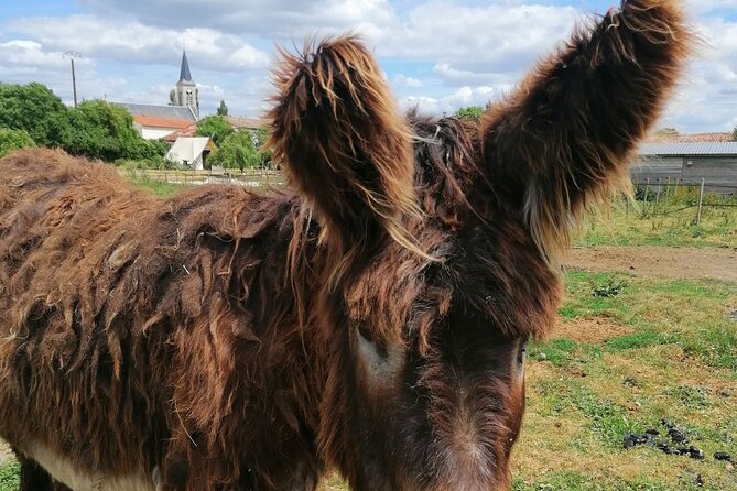 Discovery day in the footsteps of Baudet du Poitou - What the price really gets you