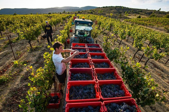 Domain visit - From the vines near Grospierres to the cellar