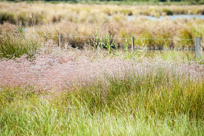 Electric bike excursion in Camargue - Flamingos, African migrants, and the photo stops