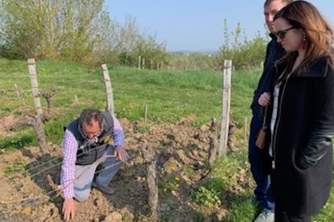 English Speaking Loire Winery Tours originating from Chinon - Two vineyards and ten wines on the half-day option