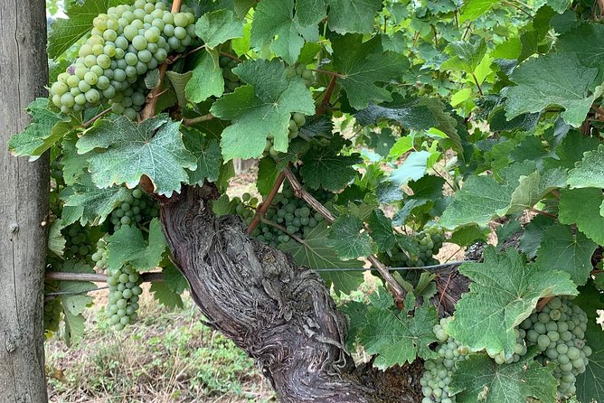 English Speaking Loire Winery Tours originating from Chinon - Price, timing, and what you are really paying for