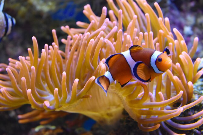 Entrance Ticket Nausicaa, the biggest aquarium in Europe - What your $36.01 admission buys