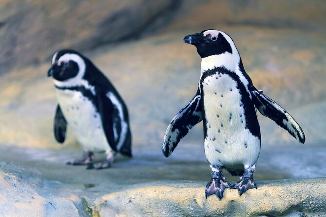 Entrance Ticket Nausicaa, the biggest aquarium in Europe - Best features for children and adults
