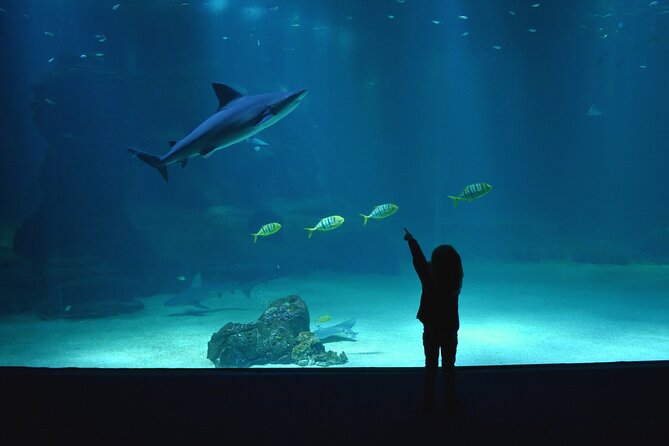 Entrance Ticket Nausicaa, the biggest aquarium in Europe - A few smart ways to plan your route
