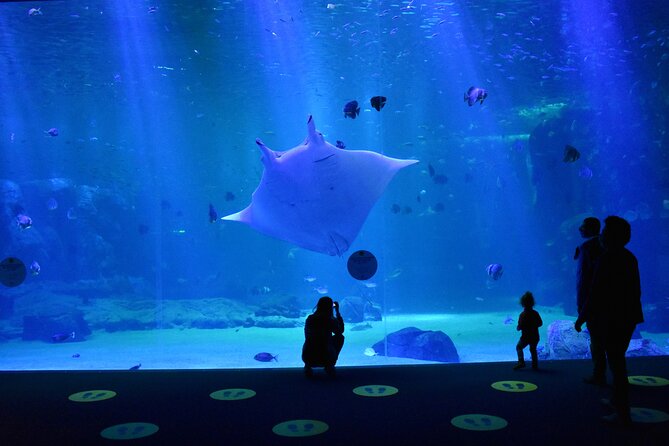 Entrance Ticket Nausicaa, the biggest aquarium in Europe - Who should book Nausicaá