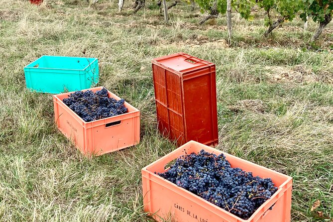 Epicurean Discovery Tour with Wine & Local Specialties - Why this short Chinon tour works