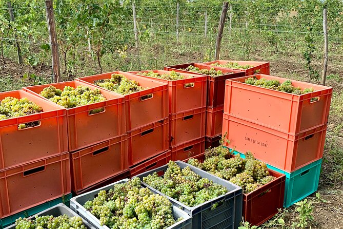 Epicurean Discovery Tour with Wine & Local Specialties - Cabernet Franc, Chenin Blanc, and Chinon terroir