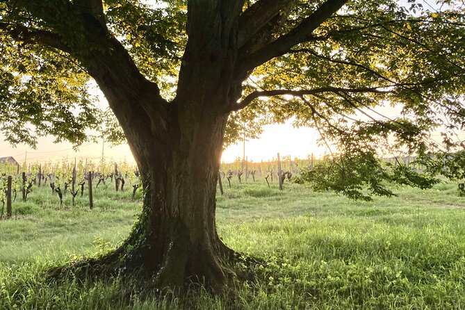 Epicurean Discovery Tour with Wine & Local Specialties - Who will enjoy this 75-minute visit
