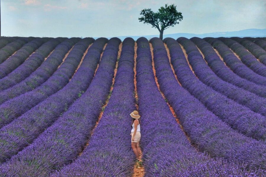 From Aix: Day Trip to Valensole Lavender Fields in Provence - First views along the Provence lavender road